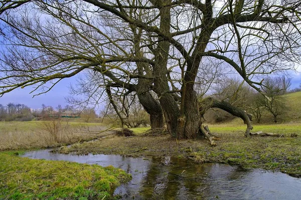 Весняний Пейзаж Річкою Деревами — стокове фото
