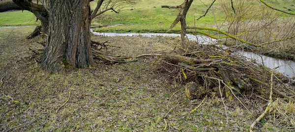 Paisaje Primaveral Con Río Árboles —  Fotos de Stock