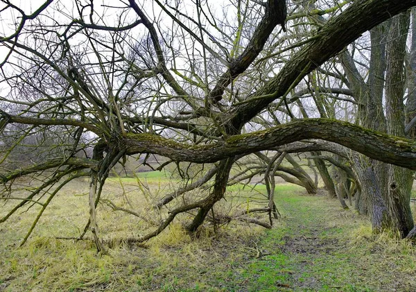 Paisaje Primaveral Con Río Árboles —  Fotos de Stock