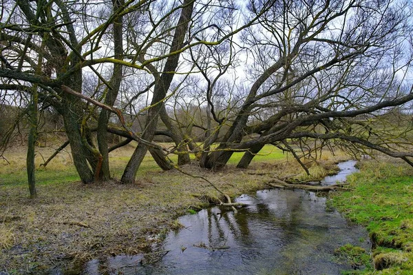 Lentelandschap Met Rivier Bomen — Stockfoto