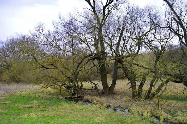 Lentelandschap Met Rivier Bomen — Stockfoto