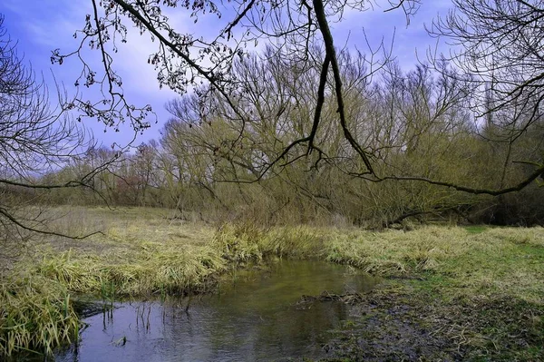 Frühlingslandschaft Mit Fluss Und Bäumen — Stockfoto