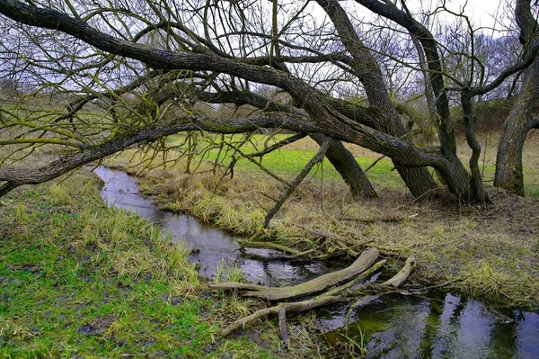 Paysage Printanier Avec Rivière Arbres — Photo