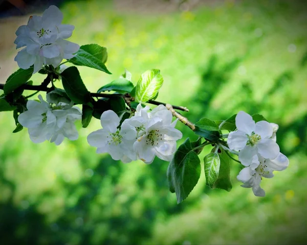 Fleurs Blanches Cerisier Printemps — Photo