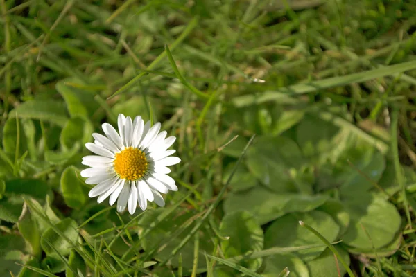 Beautiful White Chamomile Daisy Flower Green Grass — Stock Photo, Image