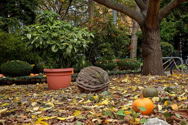 Orange pumpkins with cactuses and huge wall nut on the ground in the garden in Europe.