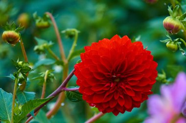 Beautiul kırmızı dahlia ile arı parlak yeşil çim zemin üzerine