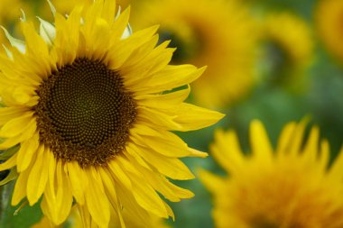 Çiftlik alan ayçiçeği çiçek çiçekler. Makro görünümü kapatın