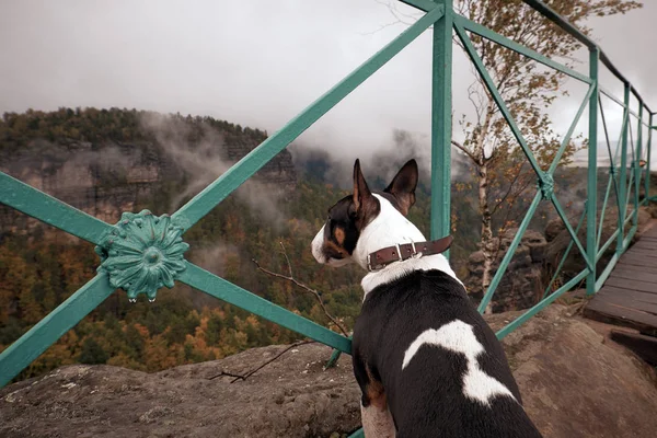 Svizzera ceca (Svizzera boema o Parco nazionale Ceske Svycarsko). Cane cucciolo sta visitando paesaggio nebbioso con foresta di abeti — Foto Stock