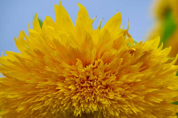 Blühende Sonnenblumen auf dem Acker. Makro Nahsicht — Stockfoto