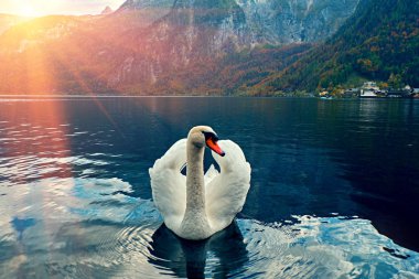 Kuğu portresi. Kuğu (Cygnus rengi) kayma gündoğumu sabah ışığında Hallstatt Gölü Avusturya sessiz. Şaşırtıcı sabah sahne, puslu sabah. Austian alps göl kenarında güzel görkemli kuğu
