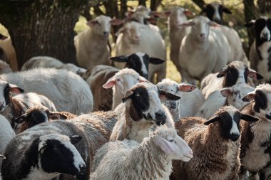 Komik serin koyun. Çim yeme koyun sürüsü