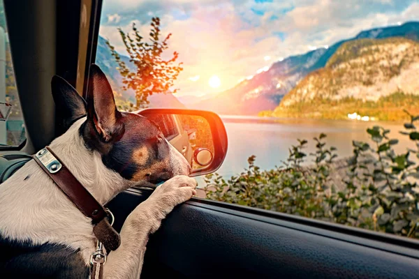 Neugierige Welpen im Auto mit Blick auf die Berge bei Sonnenuntergang über dem österreichischen Alpensee. Familienurlaubskonzept. Hallstattsee Österreich im Sonnenaufgang Morgenlicht — Stockfoto