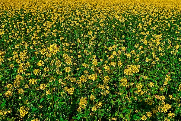 Κίτρινο πεδίο της ανθοφορίας ελαιοκράμβη canola ή αγριοκράμβης Brassica Napus, φυτό για ενέργεια πράσινο ελαιοκράμβη, κραμβέλαιο βιομηχανίας και βιολογικών καυσίμων στην Ευρώπη — Φωτογραφία Αρχείου