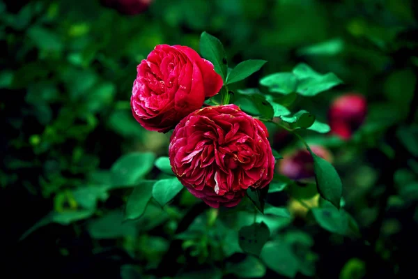 Roses rouges magiques dans les buissons verts du jardin — Photo