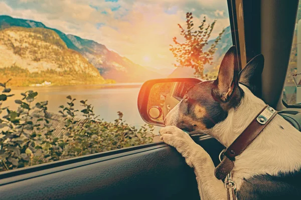 Neugierige Welpen im Auto mit Blick auf die Berge bei Sonnenuntergang über dem österreichischen Alpensee. Familienurlaubskonzept. Hallstätter See in Sonnenaufgang Morgenlicht. Warm getönt — Stockfoto