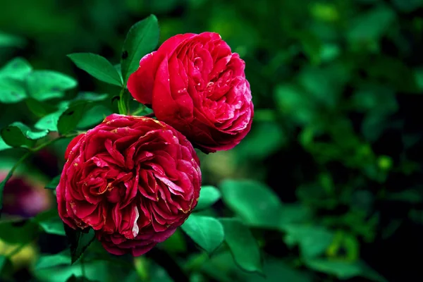 Roses rouges magiques dans les buissons verts du jardin — Photo