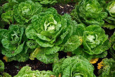 Lahana. Taze yeşil büyük lahana bahçesinde organik sebze. Lahana alanında büyüyor