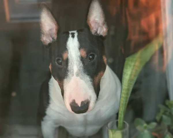 Cane cucciolo triste — Foto Stock