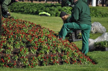 Yaklaşık Şubat 2018 - Londra, İngiltere: Bahçıvanlar, St James Park çalışmalarında