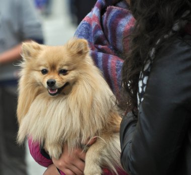 Pomeranian (aka Pom veya Zwergspitz) Almanca Spitz köpek
