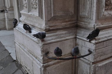 yerli pigeon kuş hayvanlar Venedik anıtı