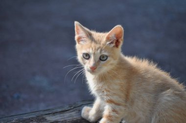 turuncu aile içi tekir kedi ev kedisi (Felis catus) memeli hayvan