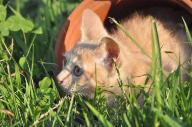 turuncu aile içi tekir kedi ev kedisi (Felis catus) memeli hayvan çim