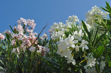 olander aka Nerium Oleander ağaç çiçek