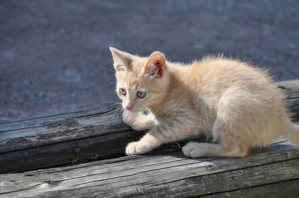 Oransje Katte Tabellform Felis Catus Pattedyr – stockfoto