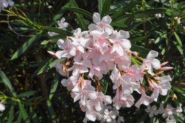olander aka Nerium Oleander ağaç çiçek
