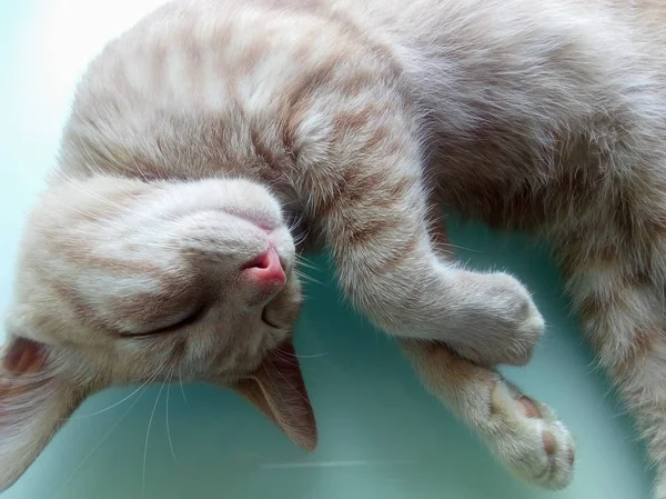 turuncu aile içi tekir kedi ev kedisi (Felis catus) memeli hayvan çim