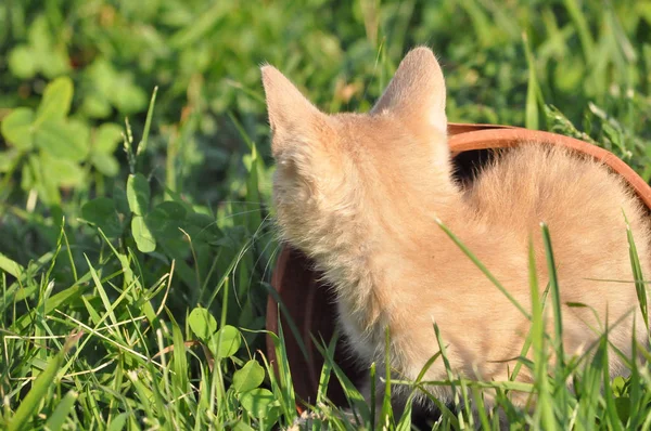 Gato Tabby Doméstico Naranja Housecat Felis Catus Mamífero Animal Hierba — Foto de Stock