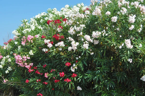 Flowers Olander Aka Nerium Oleander Tree — Stock Photo, Image