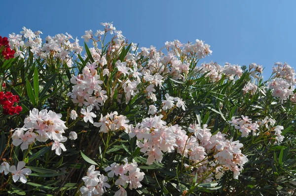 Λουλούδια Από Olander Aka Nerium Oleander Δέντρο — Φωτογραφία Αρχείου