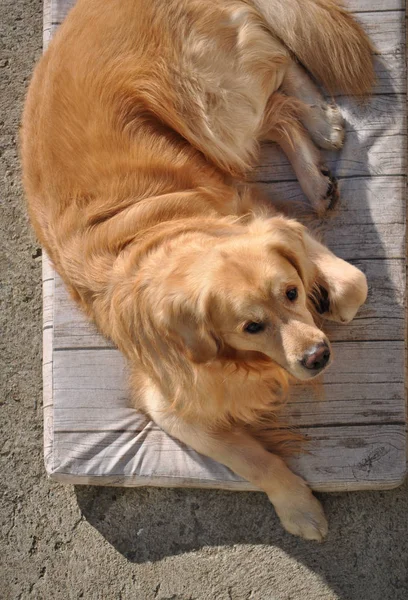 Golden Labrador retriever dog — Stock Photo, Image