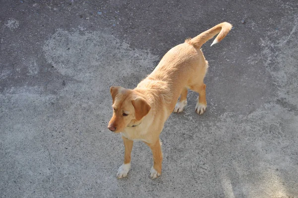 Golden Labrador retriever hond — Stockfoto