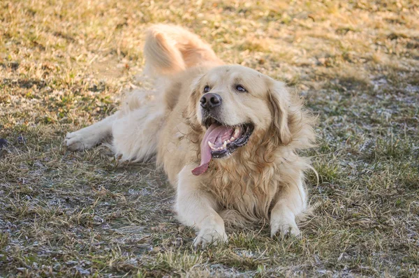 Perro labrador retriever dorado — Foto de Stock