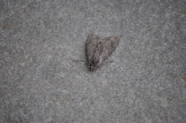 Böcek sınıfının güve hayvanı (böcekler))