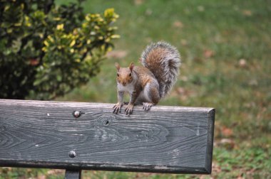 sınıfın kırmızı sincap hayvanı memeli memeliler)