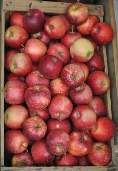 Kırmızı elma meyvesi — Stok fotoğraf