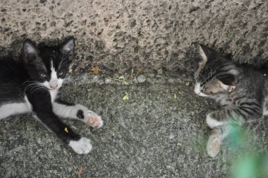 Siyah, beyaz ve gri tekir kediler