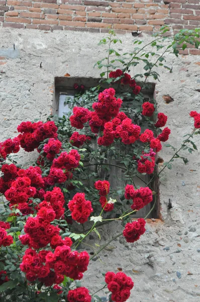 Gül Çok Yıllık Çalılık Bitkisi Bilimsel Adı Rosa Eski Duvarda — Stok fotoğraf