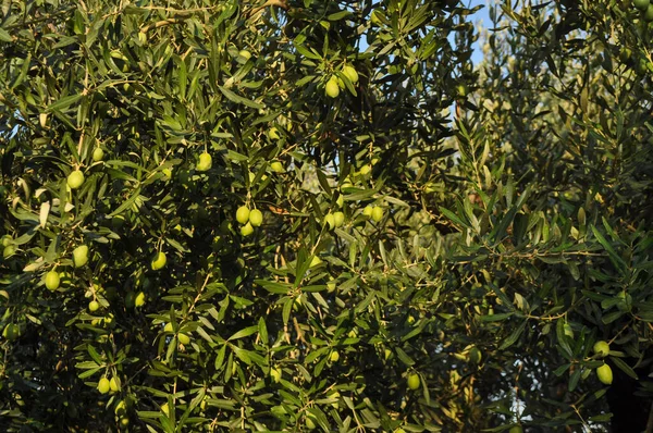 Limón Citrus Limon Aka Limon Planta Arbórea Con Frutos —  Fotos de Stock