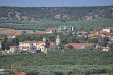 Yunanistan 'ın Chalkidiki kentinde zeytin ağaçları (Olea europaea)