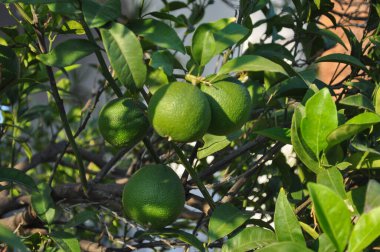 lime (Citrus x latifolia) aka Persian lime or Shiraz or Tahiti or Bearss tree clipart