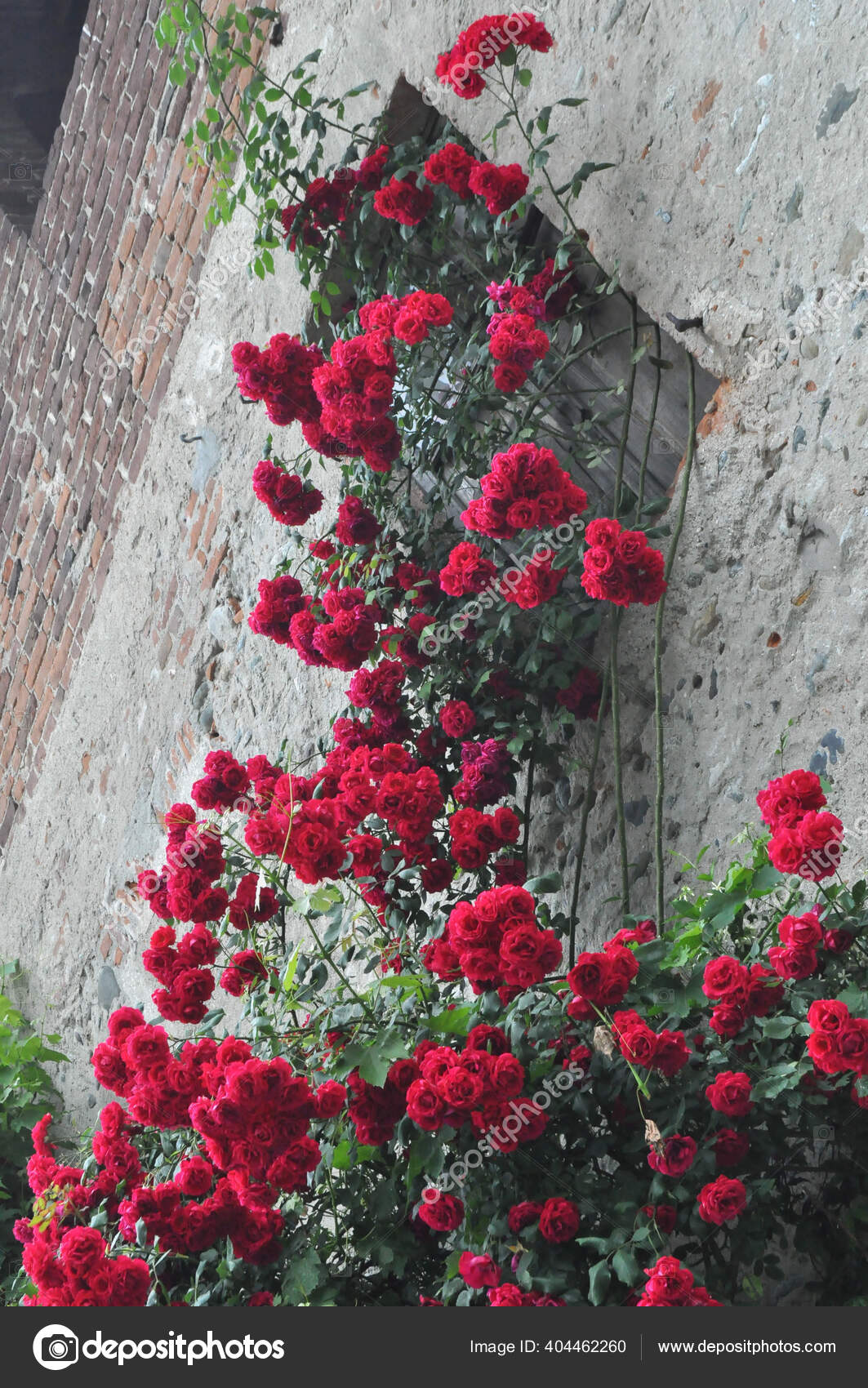 玫瑰多年生灌木植物学名罗莎古城墙上的红花 图库照片 C Scrisman