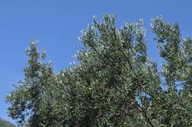 Yeşillik doğal bir arkaplan olarak kullanışlıdır