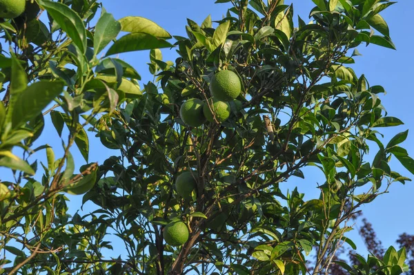 Lime Citrus Latifolia Aka Persian Lime Shiraz Tahiti Bearss Tree — Stock Photo, Image