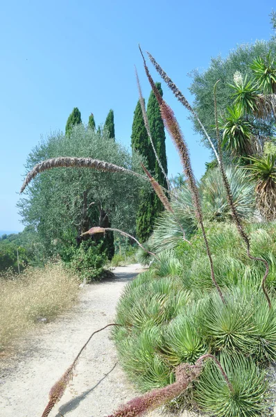 Ventimiglia Italy Circa August 2020 Hanbury Botanical Gardens Mortola — Stock Photo, Image